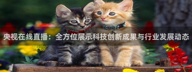 360度无插件体育直播网：央视在线直播：全方位展示科技创新成果与行业发展动态